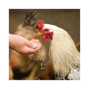 Copdock Mill Poultry Gold Carry Home Pack