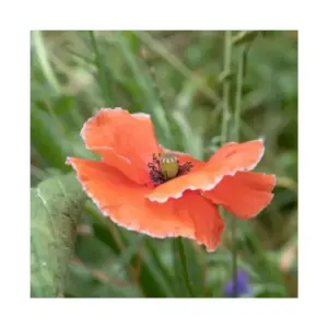 Nature's Haven Easy Wildflowers Mix 1.2kg