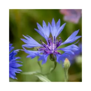 Nature's Haven Easy Wildflowers Mix 1.2kg