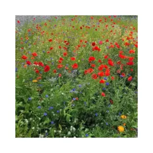 Nature's Haven Easy Wildflowers Mix 1.2kg