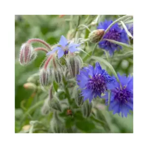 Nature's Haven Easy Wildflowers Mix 1.2kg